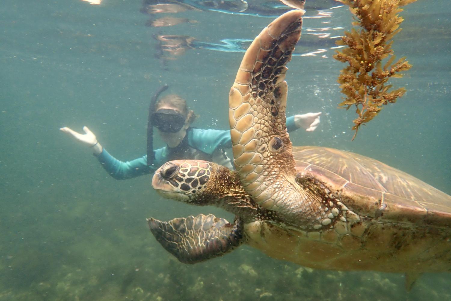 一名<a href='http://lmii.ngskmc-eis.net'>博彩网址大全</a>学生在Galápagos群岛游学途中与一只巨龟游泳.